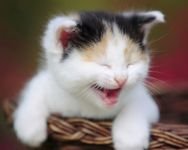 pic for Laughing Cat 